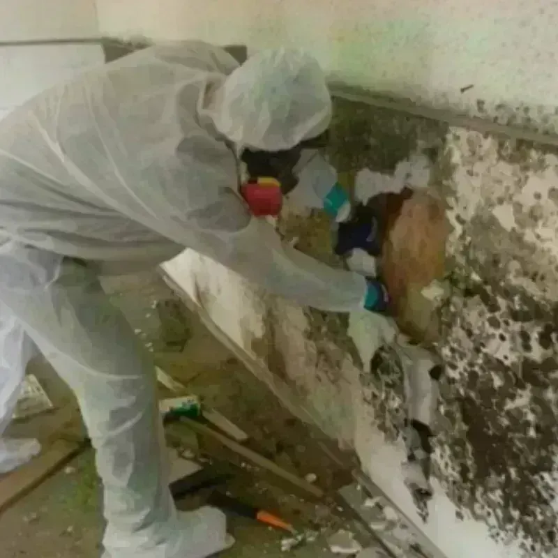 Mold Remediation and Removal in Mangonia Park, FL